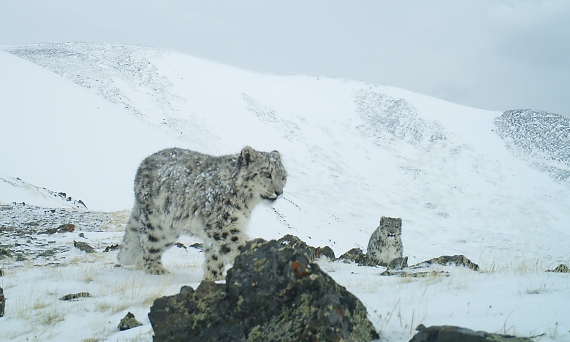 A snow leopard in Russia’s Sailyugem national park. Image Credit: Sailyugem National Park/WWF Russia.