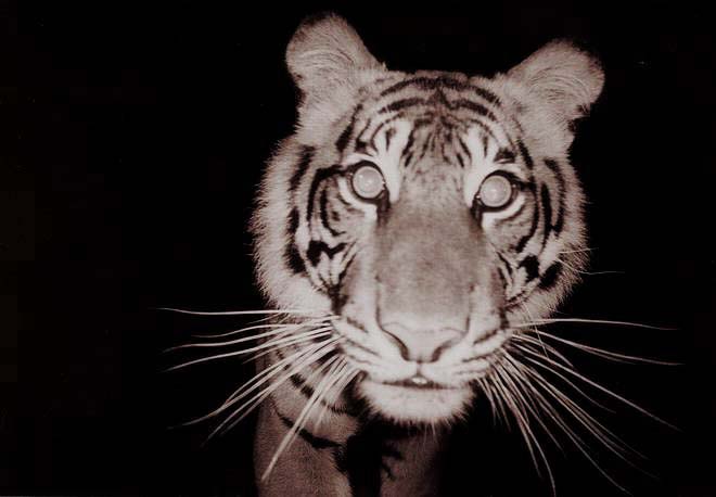 Sumatran tiger. Image Credit: Wikimedia Commons